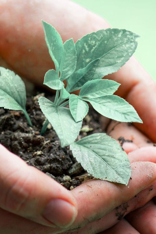 germination : accompagnement relation client accueil hébergement touristique